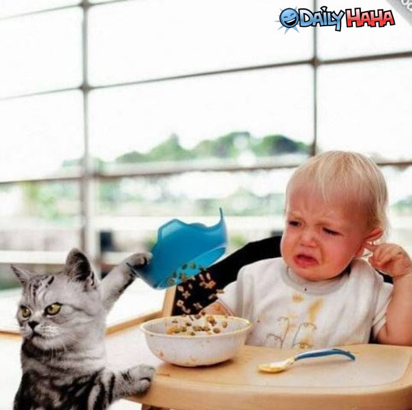 Cat Food funny picture
