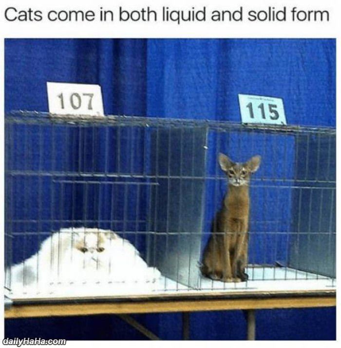 cats come in two forms funny picture