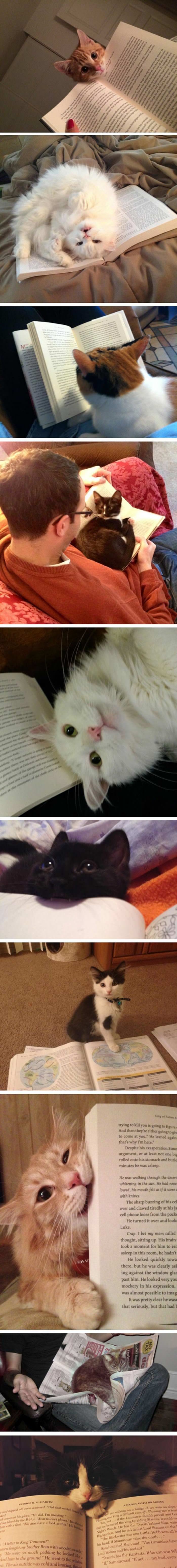 cats reading books funny picture