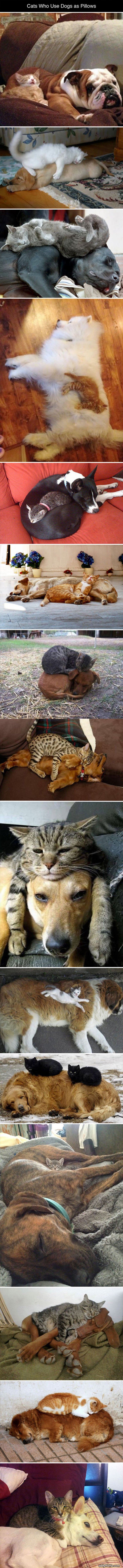 cats use dogs as pillows funny picture