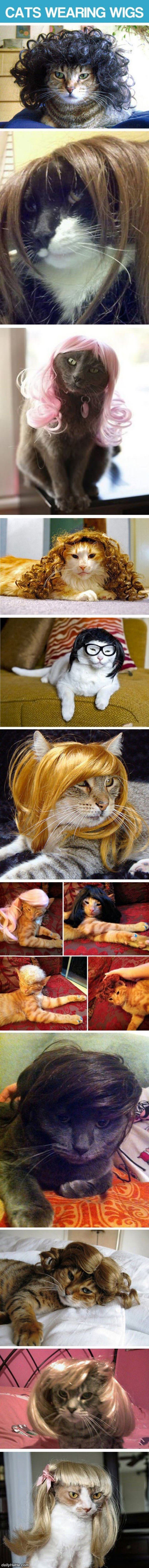 cats wearing wigs funny picture