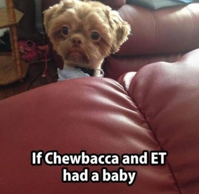 chewbacca and et funny picture
