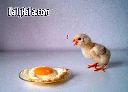 chick_egg.jpg