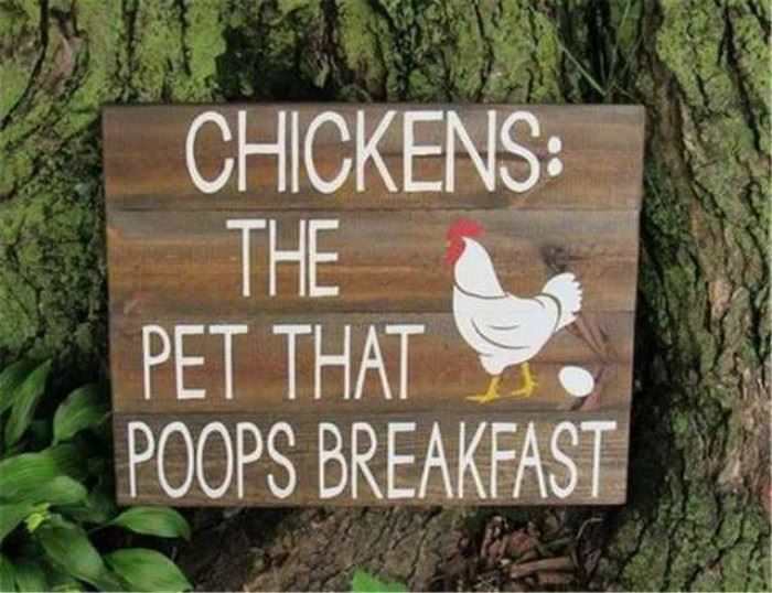 chickens funny picture
