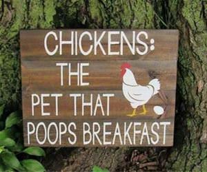 chickens funny picture