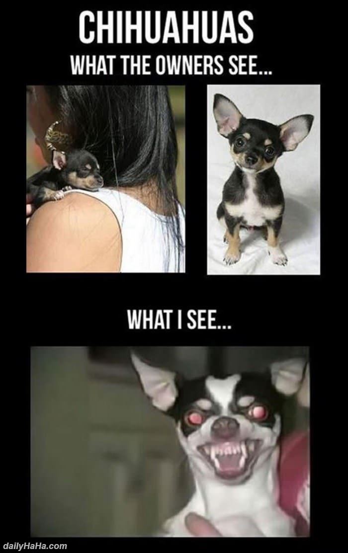 chihuahuas funny picture