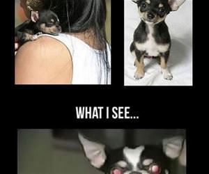 chihuahuas funny picture