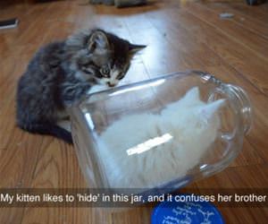 confusing kitten force field funny picture