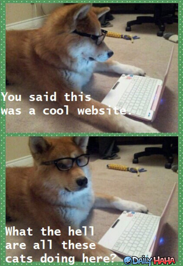 Cool Website funny picture