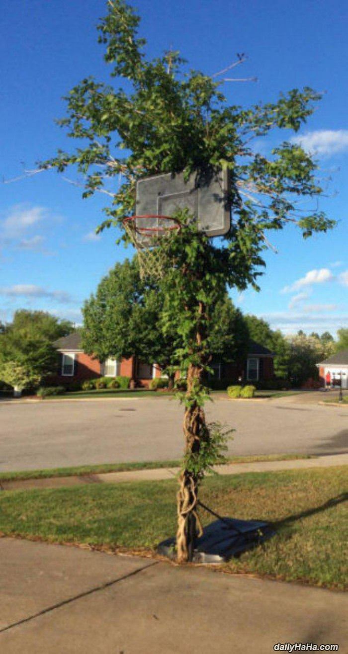 cool basketball hoop funny picture