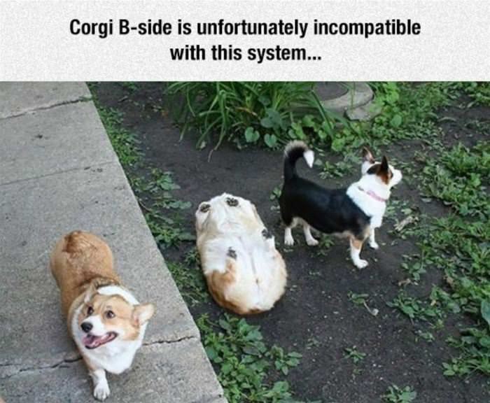 corgi b side funny picture