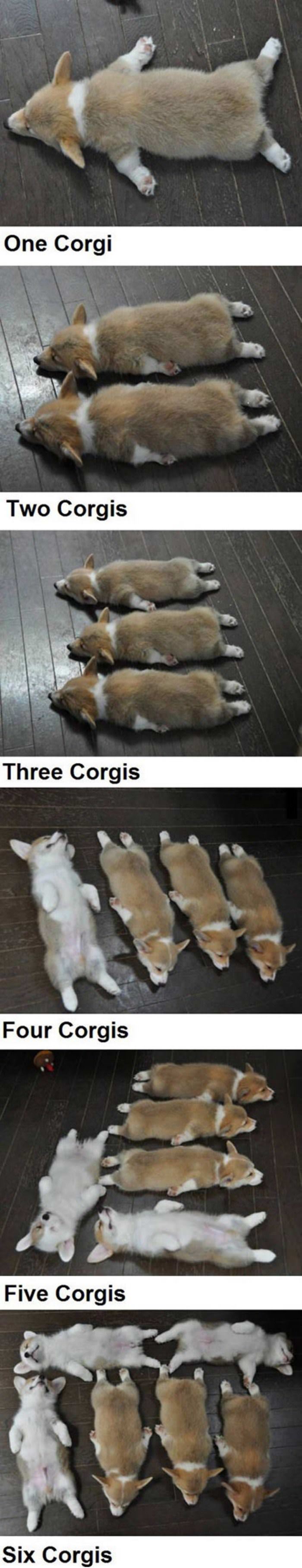 corgis funny picture