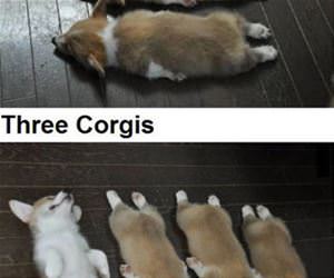 corgis funny picture