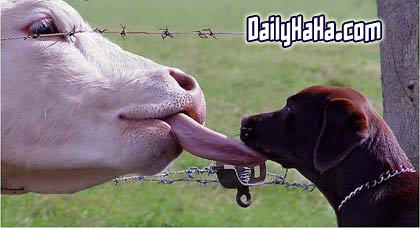 Cow licking a dog.