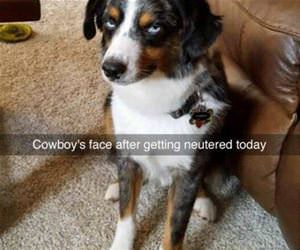 cowboys face funny picture