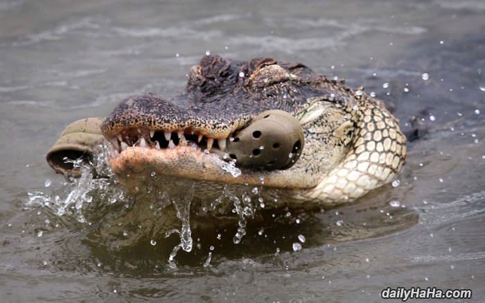 crocs funny picture