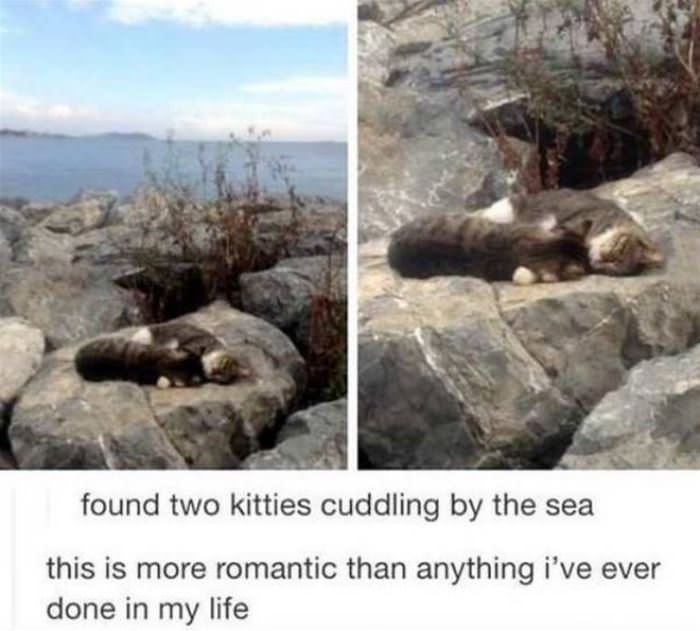 cuddling kitties funny picture