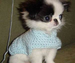 Cute Dog Sweater