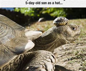cute tortoise hat funny picture