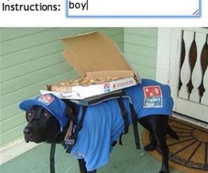 cutest delivery boy funny picture