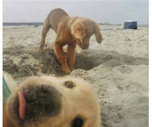 cutest photobomb funny picture
