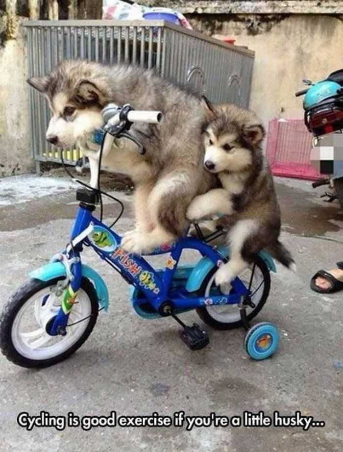 cycling is good if you are a little husky
