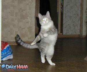 Dancing Cat Pose