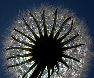 dandelion sun blocker