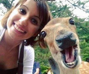 deer selfie funny picture