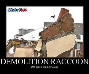 Demolition Raccoon funny picture