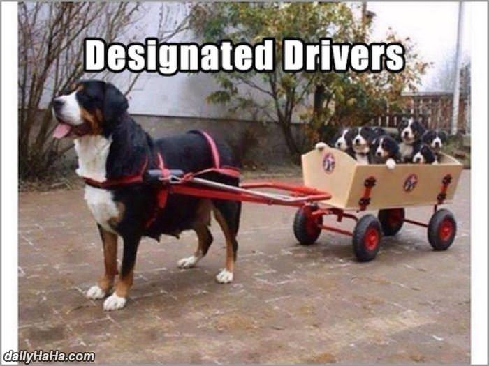 designated driver funny picture