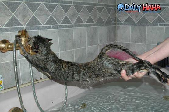 Desperate Cat hates water