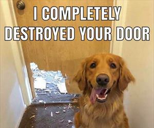 destroyed your door