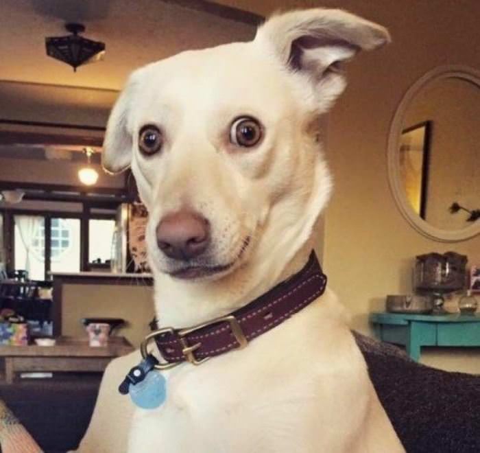 Did You Say Something