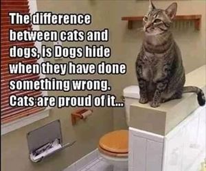 difference between cats and dogs ... 2