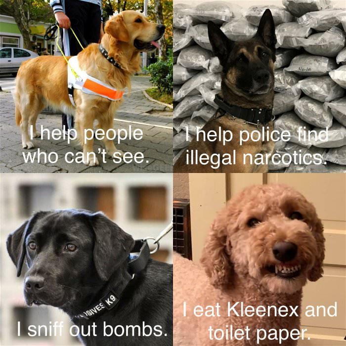 different kinds of dogs ... 2
