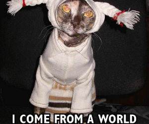 Different World Cat funny picture