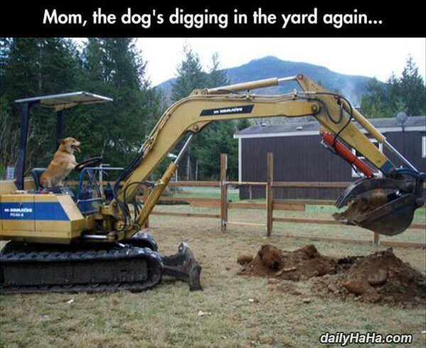 digging in the yard funny picture
