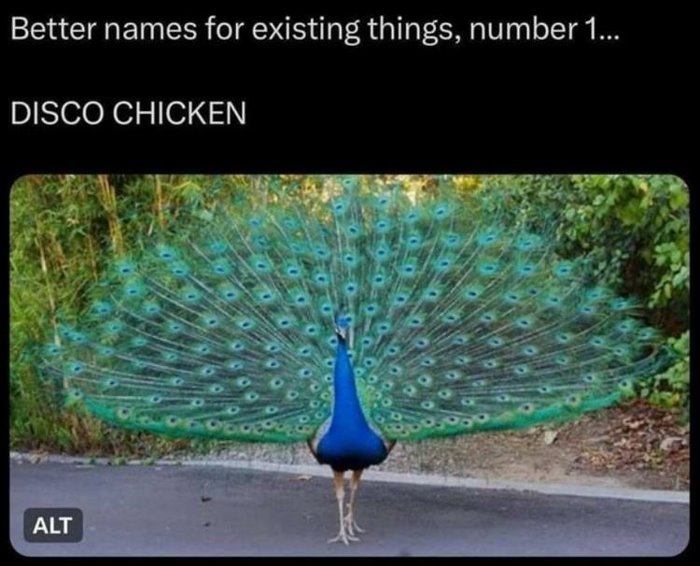disco chicken
