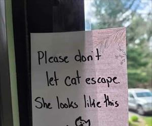 do not let the cat escape