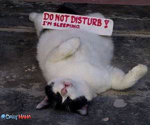 Do Not Disturb Cat