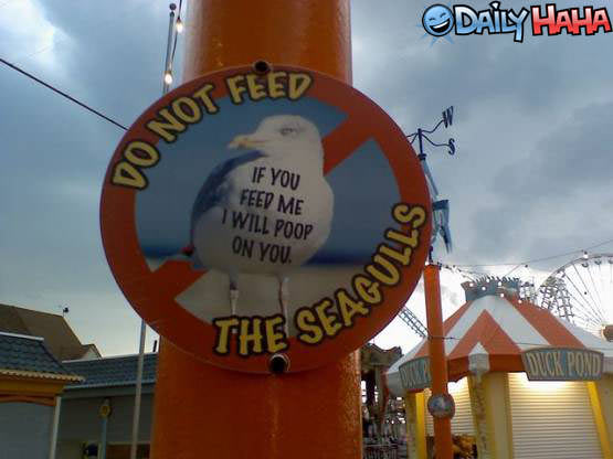 Do not feed the Seagulls