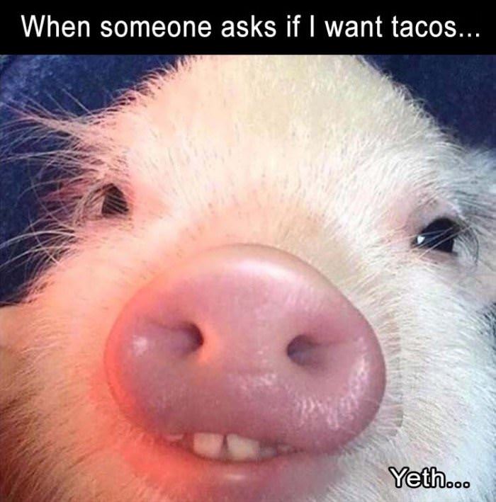do you want tacos funny picture