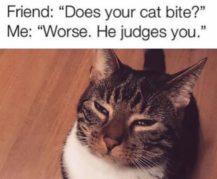 does your cat bite