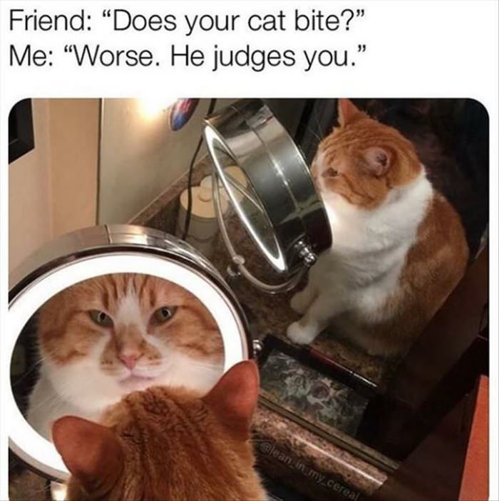 does your cat bite ... 2