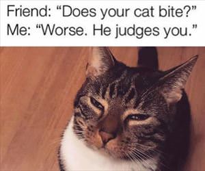does your cat bite