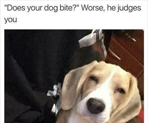 does your dog bite