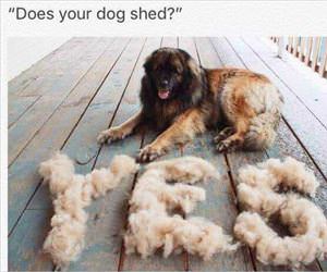 does your dog shed