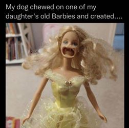 dog chewed her