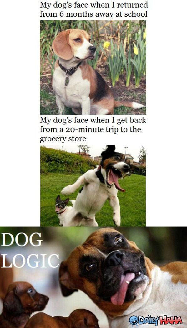 Dog Logic funny picture